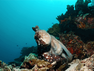 Underwater creatures and plants