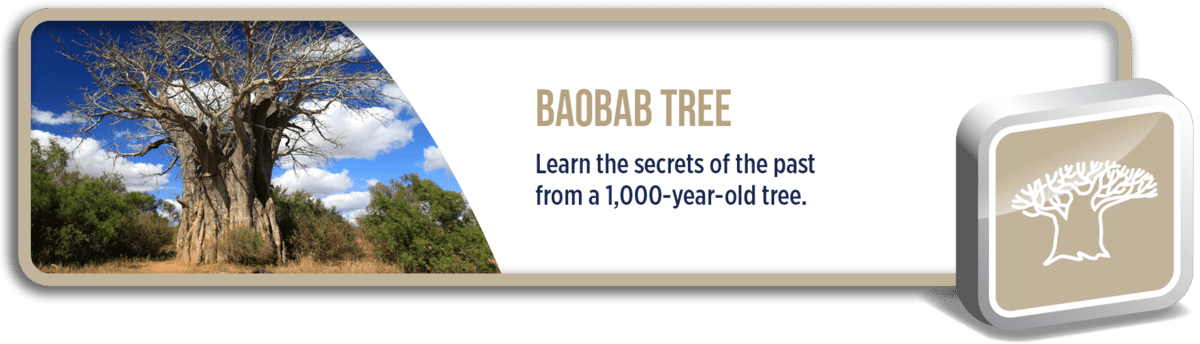 Baobab Tree: Learn the secrets of the past from a 1,000-year-old tree.