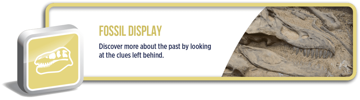 Fossil Display: Discover more about the past by looking at the clues left behind.