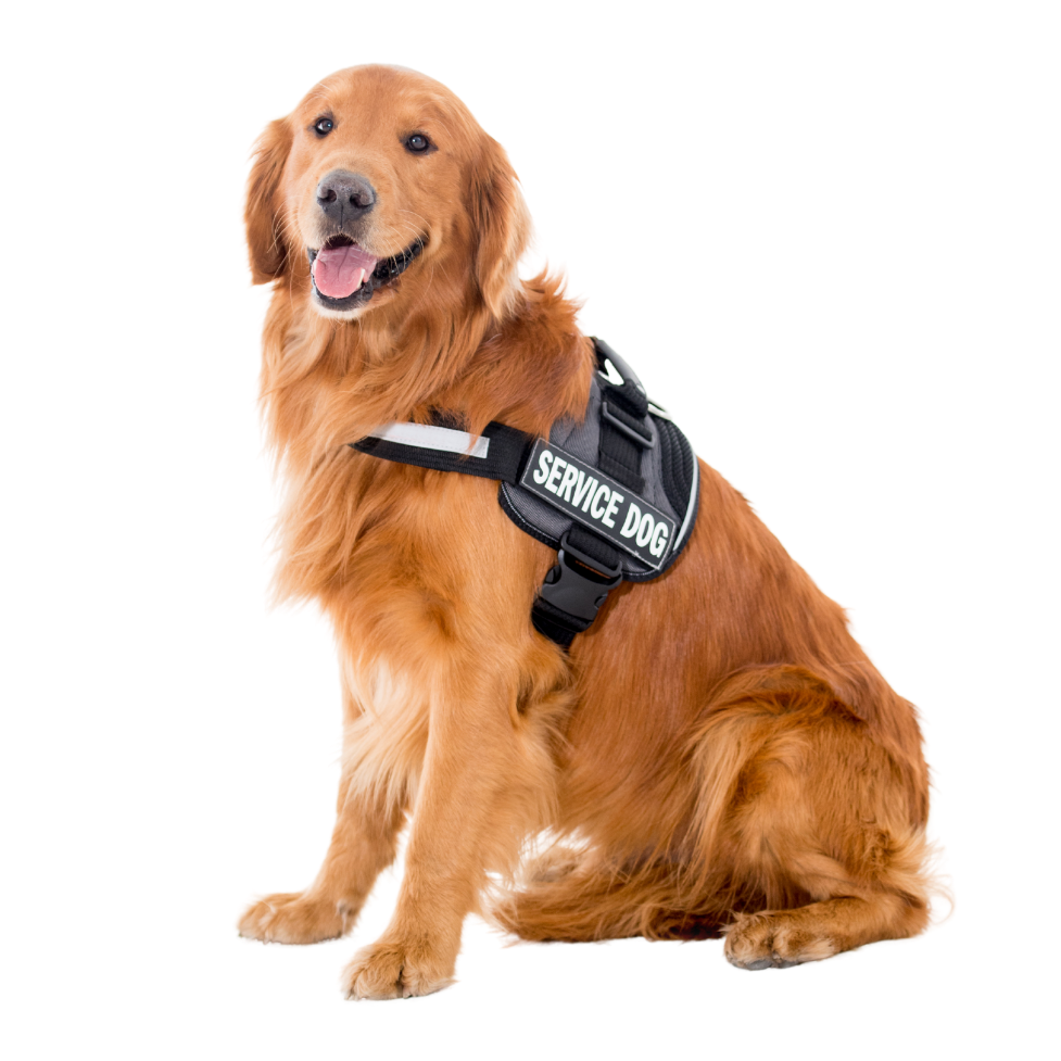An ADA stock image of a service dog. Service Dog iStock-518246510.jpg